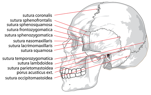 Digital Motion X-rays