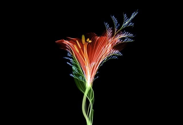 Digital Motion X-rays