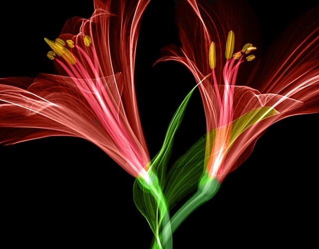 Digital Motion X-rays
