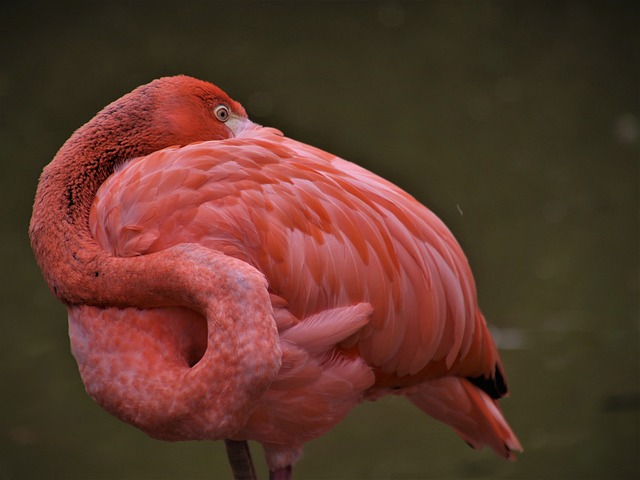 Stiff Neck