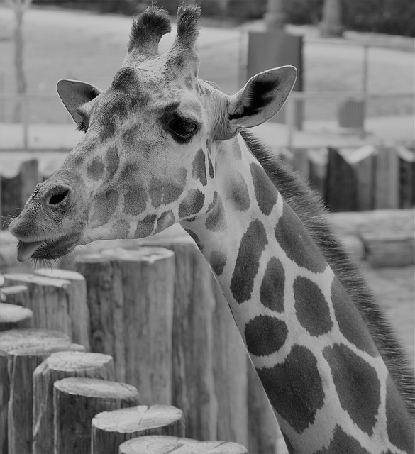 Stiff Neck