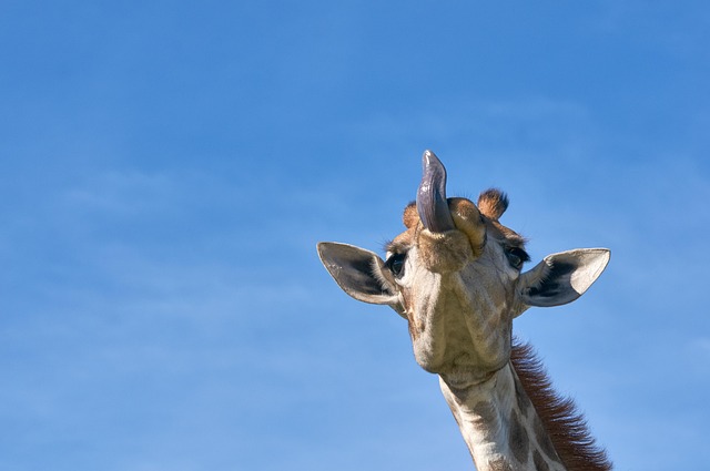 Stiff Neck