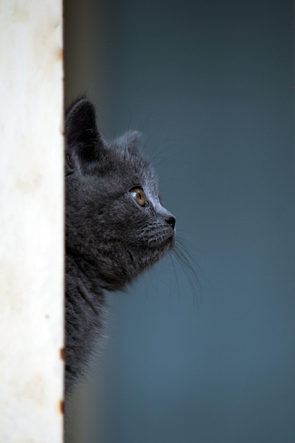 Pet Sitting & Dog Walking: Unlocking Joyful Adventures for Pets and Sitters