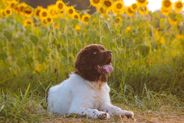 Pet Sitting & Dog Walking: Fun, Rewarding Careers on the Rise