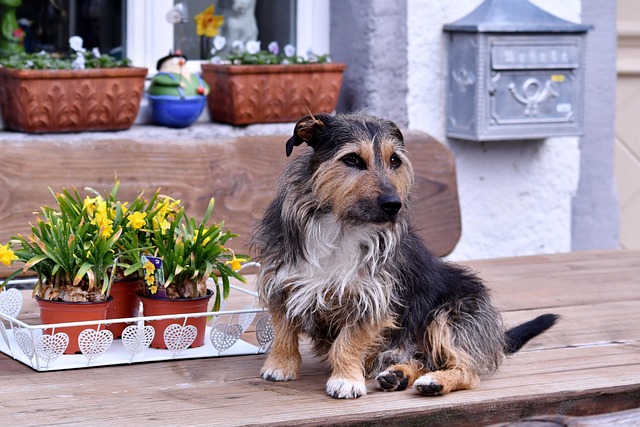 Maximizing Benefits: A Guide to Quality In-Home Pet Sitting and Dog Walking