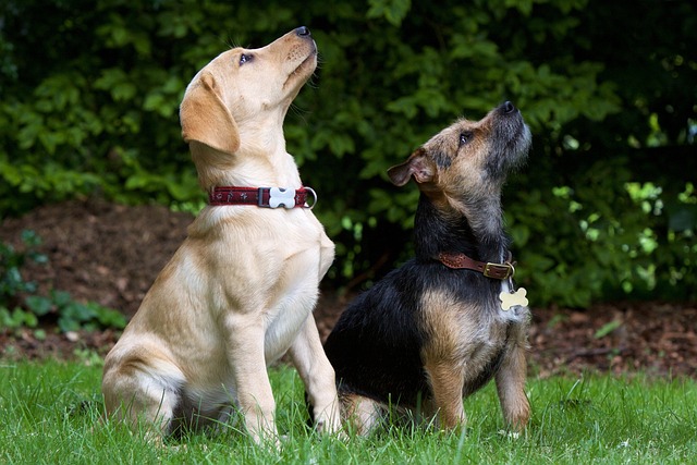 Pet Sitting & Dog Walking: Keep Your Pets Safe and Comfortable While You’re Away