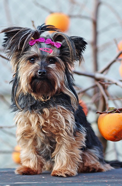 Pet Sitting and Dog Walking: Catering to Busy Pet Lovers