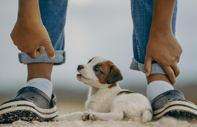 In-Home Pet Care: Benefits and Tips for Effective Dog Walking