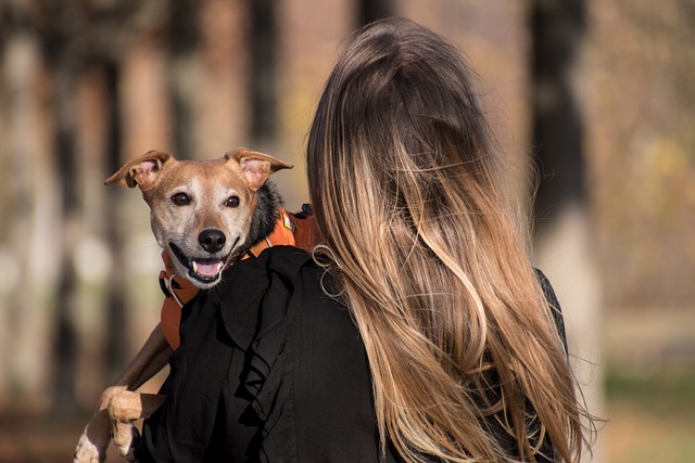 Finding Reliable Pet Sitters: A Growing Need for Urban Dog Walkers