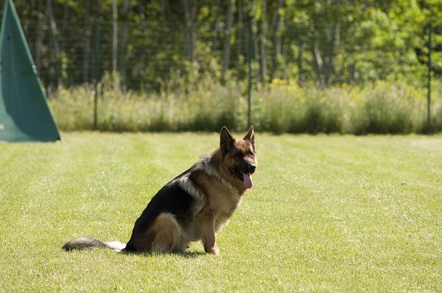 Pet Sitting and Dog Walking: Professional Care Grows in Demand