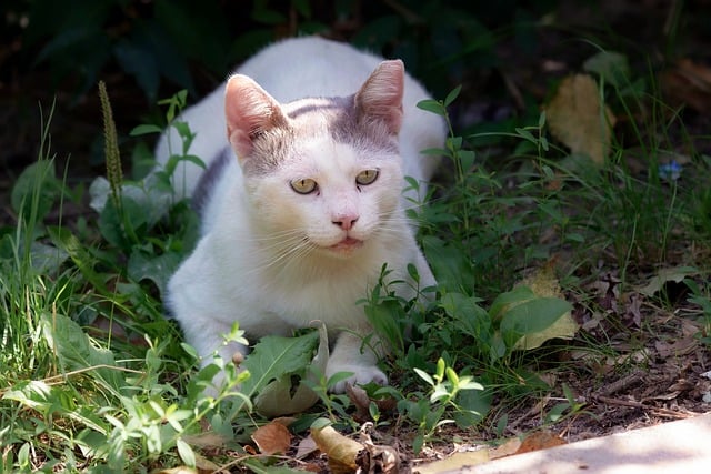 Pet Sitting and Dog Walking: Fulfilling Fun-Loving Caregivers’ Demand