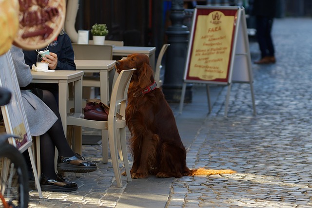 Get Paid for Play: The Rise of Pet Sitting and Dog Walking