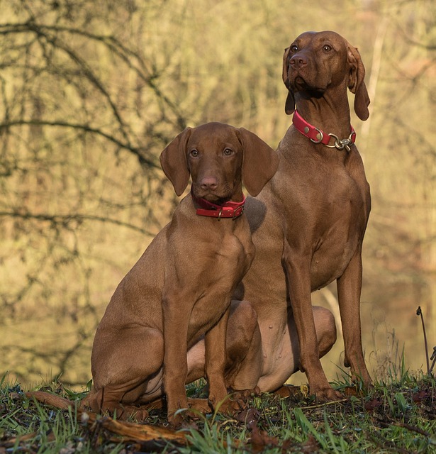 Pet Sitting and Dog Walking: Monetize Your Love for Animals