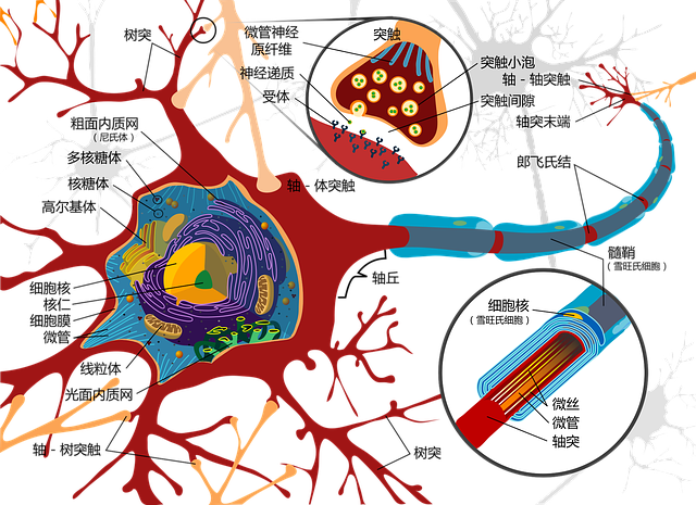 chiropractic-spinal-alignment-640x480-63034911.png