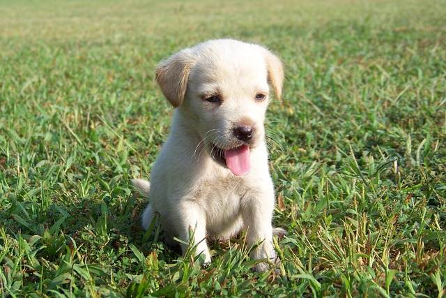pet-sitting-640x480-10724801.jpeg