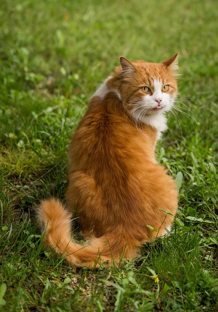 pet-sitting-640x480-14252020.jpeg