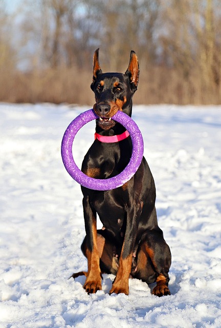 pet-sitting-640x480-14400464.jpeg