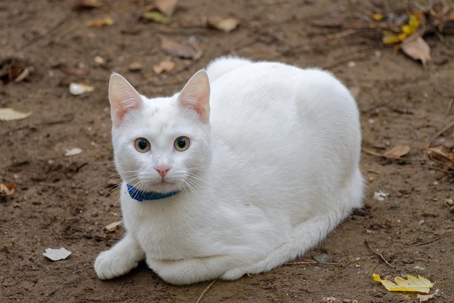 pet-sitting-640x480-14944080.jpeg