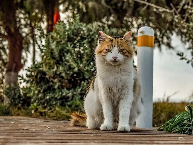 pet-sitting-640x480-1621571.jpeg