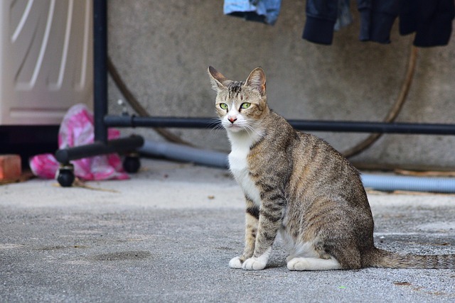 pet-sitting-640x480-17515515.jpeg