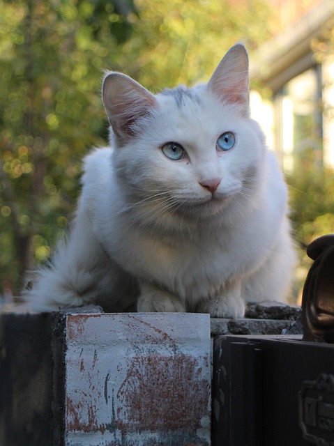 pet-sitting-640x480-17519176.jpeg