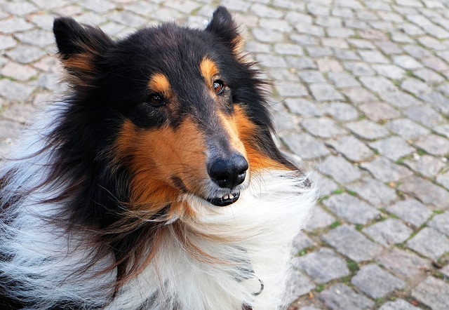 pet-sitting-640x480-18099168.jpeg