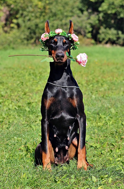 pet-sitting-640x480-18578316.jpeg