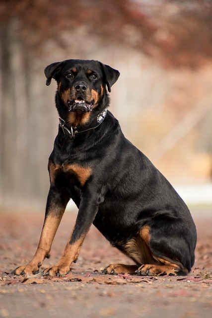Reliable Dog Walkers: Demands, Qualities, and Benefits of Professional Care