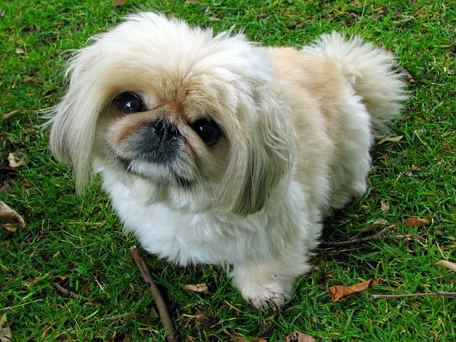 pet-sitting-640x480-21712263.jpeg