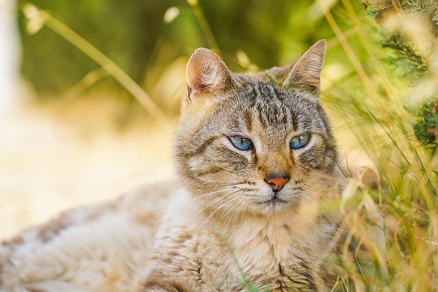 pet-sitting-640x480-21943697.jpeg