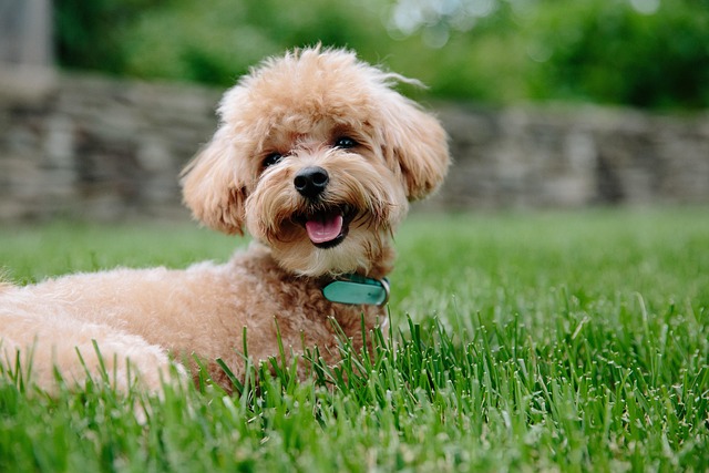 pet-sitting-640x480-28028826.jpeg