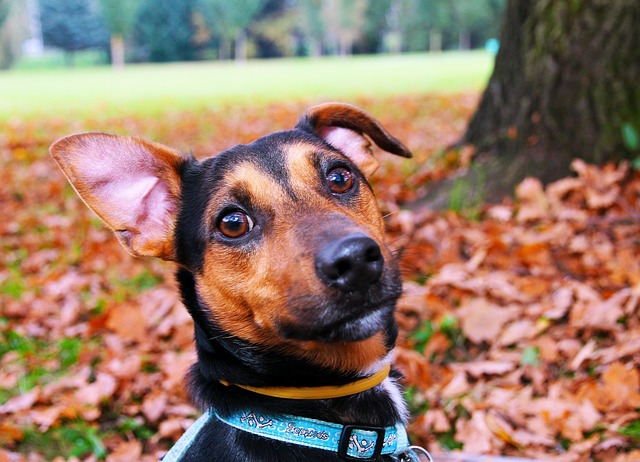 pet-sitting-640x480-30144984.jpeg