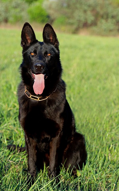 pet-sitting-640x480-31124844.jpeg