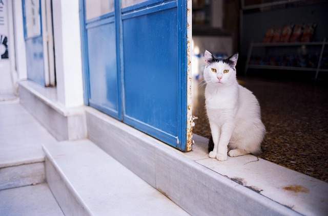 pet-sitting-640x480-34019191.jpeg