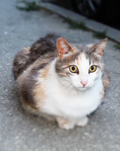 Maximizing Peace of Mind: The Benefits of In-Home Pet Sitting and Dog Walking