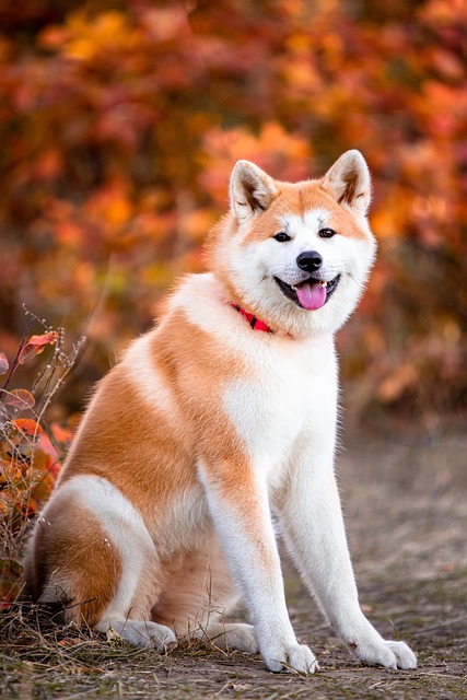 pet-sitting-640x480-37883954.jpeg