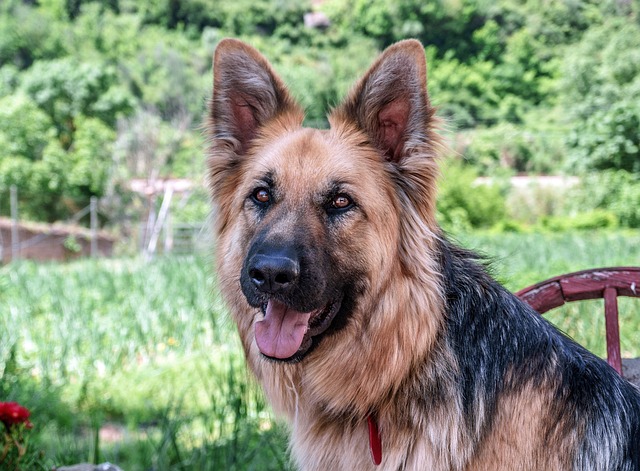 pet-sitting-640x480-37934951.jpeg
