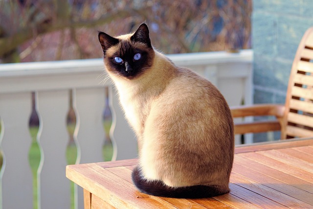pet-sitting-640x480-38166145.jpeg