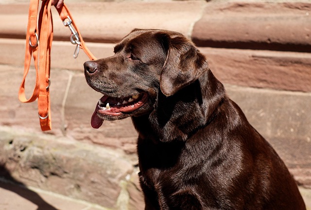 pet-sitting-640x480-39639472.jpeg
