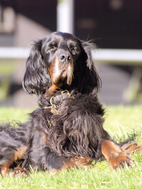 pet-sitting-640x480-3980851.jpeg