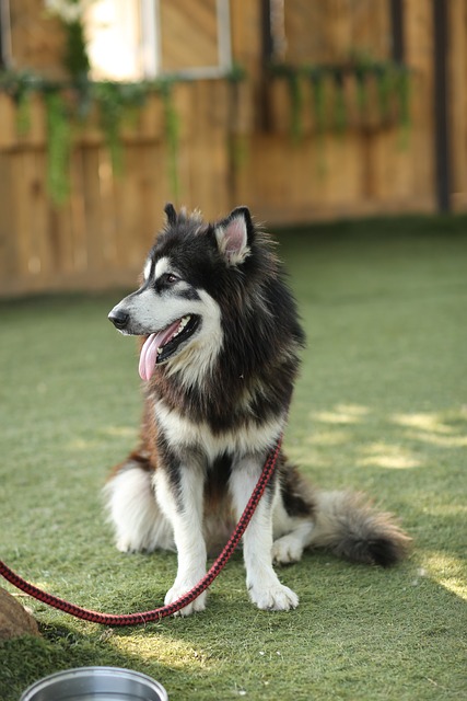 Pet Care Professionals: Nurturing Pets Through Sit, Walk, Love Services