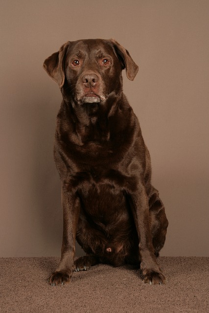 pet-sitting-640x480-4036199.jpeg
