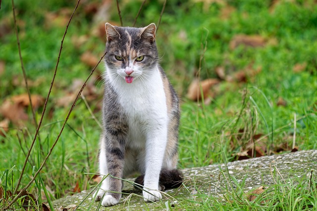 pet-sitting-640x480-40684433.jpeg