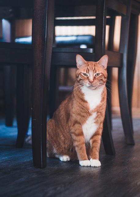 pet-sitting-640x480-41645461.jpeg