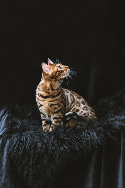 Pet Sitting