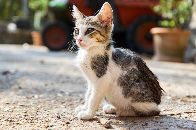 pet-sitting-640x480-42375819.jpeg