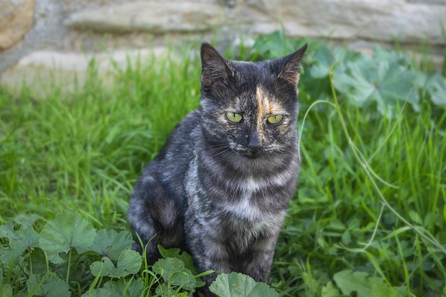 pet-sitting-640x480-44573304.jpeg