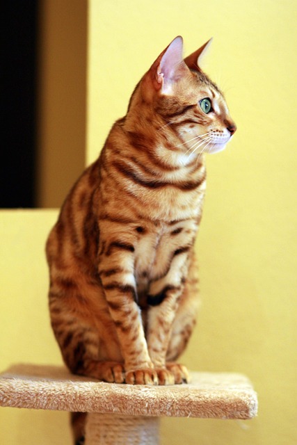 pet-sitting-640x480-46559822.jpeg