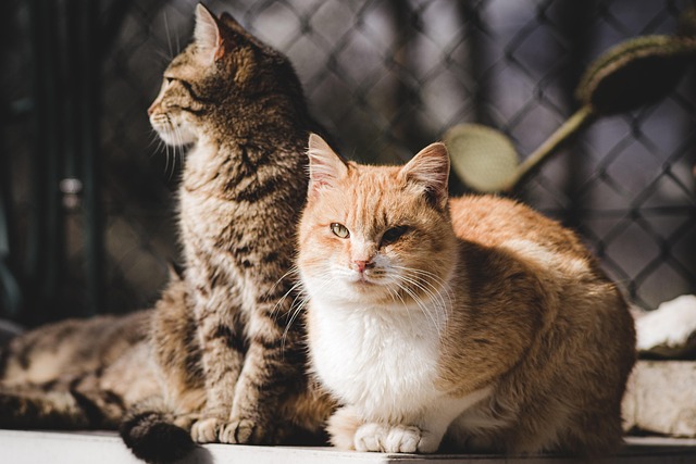 pet-sitting-640x480-50242552.jpeg