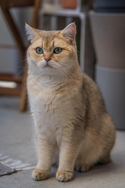 pet-sitting-640x480-53393247.jpeg